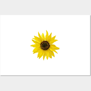 Sunflower Posters and Art